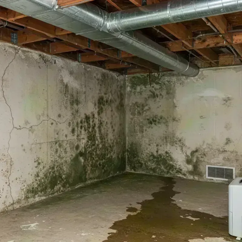 Professional Mold Removal in Madison, IL